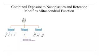 Single and interactive effects of nanoplastics on mitochondrial function in developing zebrafish [upl. by Annmarie]