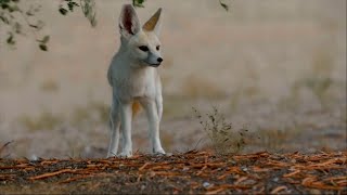 Arábia ao Extremo  A Vida e a Morte nas Dunas  Documentário Animal Dublado [upl. by Eniamert862]