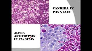 Histopathological techniques Histochemistry [upl. by Infeld]