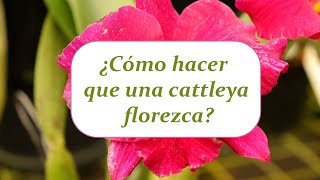 ¿Cómo hacer que una cattleya florezca  Alma del Bosque [upl. by Elaine]