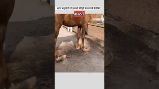 घोड़े के नाखून क्यों काटते है  horse hair and nails trimming [upl. by Nalla]