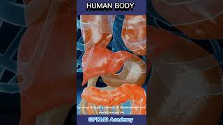 Human body human physiology humananatomymedicine [upl. by Rockafellow]