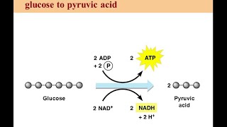 Cili acid formohet në fund të glikolizës [upl. by Delaney381]