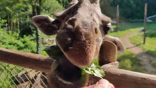 Giraffe Feeding at the Cincinnati Zoo [upl. by Lav934]