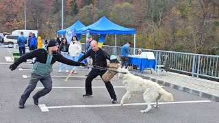 SINGURUL CAINE CIOBANESC CARE A PUS GURA PE MANSON DIN CONCURSUL DE LA BRANPROPRIETAR ROBY TOGOIE [upl. by Gnem]