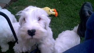 Sealyham Terrier Pups Chase x Paris [upl. by Peppel]