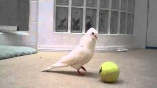 Dove plays with a ball [upl. by Almeria]