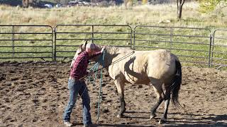 How to Groundwork a Horse Yielding the Hindquarters [upl. by Spoor]