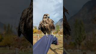 Lanner Falcon ❤️lannerfalcon [upl. by Noirod]