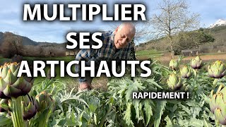 COMMENT MULTIPLIER SES ARTICHAUTS RAPIDEMENT [upl. by Ellehsram]