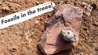 Getting our Christmas tree and finding fossils  rockhounding Kaibab National Forest [upl. by Annirak]