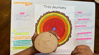 Tree Trunk Anatomy [upl. by Susanne895]