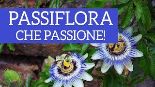 Passiflora che passione Dal fiore al frutto come prendersi cura di lei [upl. by Dragelin]