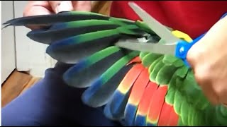 How to Clip Your Parrot Wings 20 Perfectly  Every Time [upl. by Idihsar]