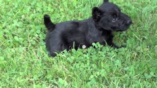 Scottish Terrier Puppies at Four Weeks  and Pepper [upl. by Mccutcheon623]