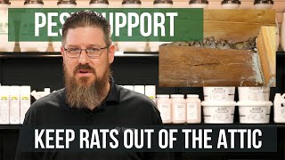 Whats the Best Way to Keep Rats Out of My Attic  Pest Support [upl. by Negroj]