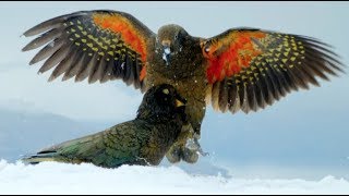 Kea Parrots Play With Snowballs amp Discover One To Be Particularly Intriguing [upl. by Asit]