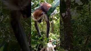 Zanzibar red colobus monkey 2 [upl. by Hamas989]