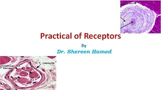 practical of receptors [upl. by Ramiah]