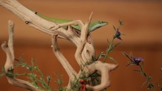 6 Care Tips for Green amp Brown Anoles  Pet Reptiles [upl. by Crysta]