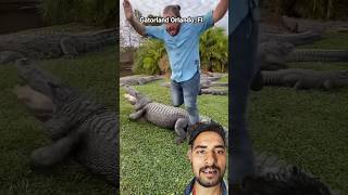 मगरमच्छ ने मोटे को खाने से किया ना😱😅 shorts crocodile alligator animals alligatorwalk [upl. by Tullius]