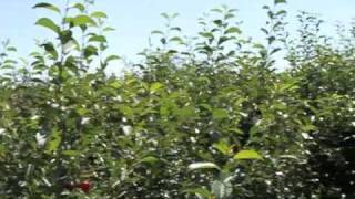 Prairie Cherries at The Saskatoon Farm [upl. by Boccaj557]