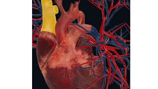 Structure of the whole heart  Internal and External  viralvideo anatomy trending youtube [upl. by Blankenship798]