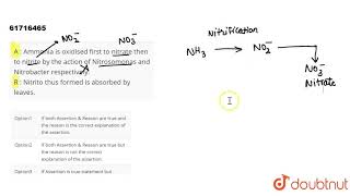 A  Ammonia is oxidised first to nitrate then to nitrite by the action of Nitrosomonas and [upl. by Lucine]