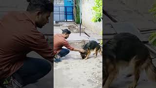 Muzzle Day Training for Dogs  Jacky amp Jonny  The German Shepherds [upl. by Cindie250]