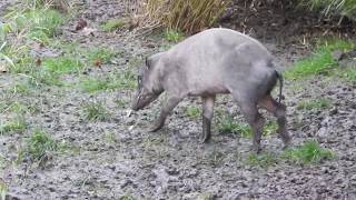 珍獣バビルサ Sulawesi babirusa 2020 0215 [upl. by Ybhsa605]