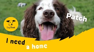 Patch the super Springer Spaniel  Dogs Trust Darlington [upl. by Nagel]