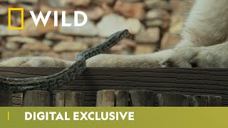 Cobra Vs Dog  Snakes in the City  National Geographic Wild UK [upl. by Assirralc]