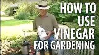 How To Use Vinegar For Gardening  The Dirt Doctor [upl. by Ajiat]