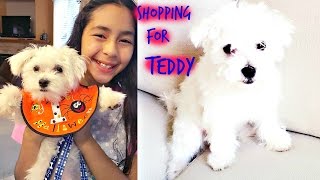 Shopping for Teddy Cute Funny MaltesePuppy  B2cutecupcakes [upl. by Bettye]