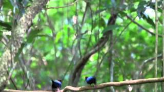 Longtailed Manakin Lek in Santuario Ecológico Monteverde [upl. by Harding358]