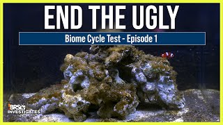 Ep 1 How to Avoid the Ugly Stage BRStv Investigates the Biome Cycle and Reef Aquariums [upl. by Aserej]