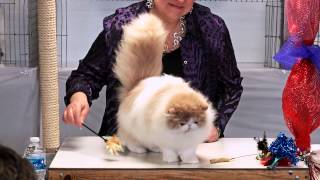 CFA World Show 2014 Persian Kittens Purple Show set 3 [upl. by Pastelki]