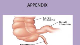 APPENDIX STRUCTURE ANATOMY AND PHYSIOLOGY [upl. by Dnarb718]