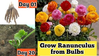 How to Grow Ranunculus from Bulbs  Full details with Updates  गुलाब जैसा फूल लगाए आसानी से [upl. by Olmsted818]