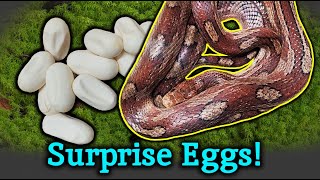 This Snake was Dropped off And then Laid Eggs [upl. by Airotnahs]