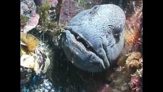 Wolffish  A Balance of Life [upl. by Bagley]