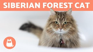 SIBERIAN CAT  Characteristics Care and Health [upl. by Lantha]