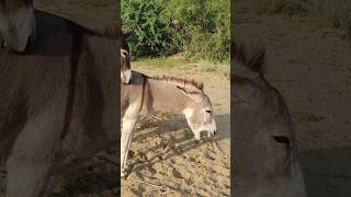 donkey animals youtubeshorts shortsfeed shorts [upl. by Krisha]