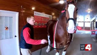 How the Clydesdales prep for their big moment on the Cardinals home opener [upl. by Jago]