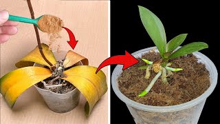 I have revived every rotten orchid using this simple method Great Garden [upl. by Yadrahc424]