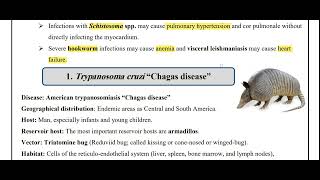 Cardiac Involvement with Parasitic Infections [upl. by Ahsier]