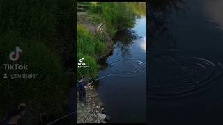 pike fly fishing fishing pike sport fish [upl. by Lewej811]