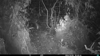 Trail camera pickup in Cuyabeno Ecuadorian Amazonia [upl. by Udall]