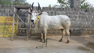 Kangayam cow காங்கேயம் மாடு [upl. by Attennyl]