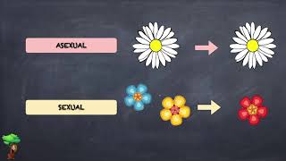 La reproducción asexual de las plantas [upl. by Thordis]